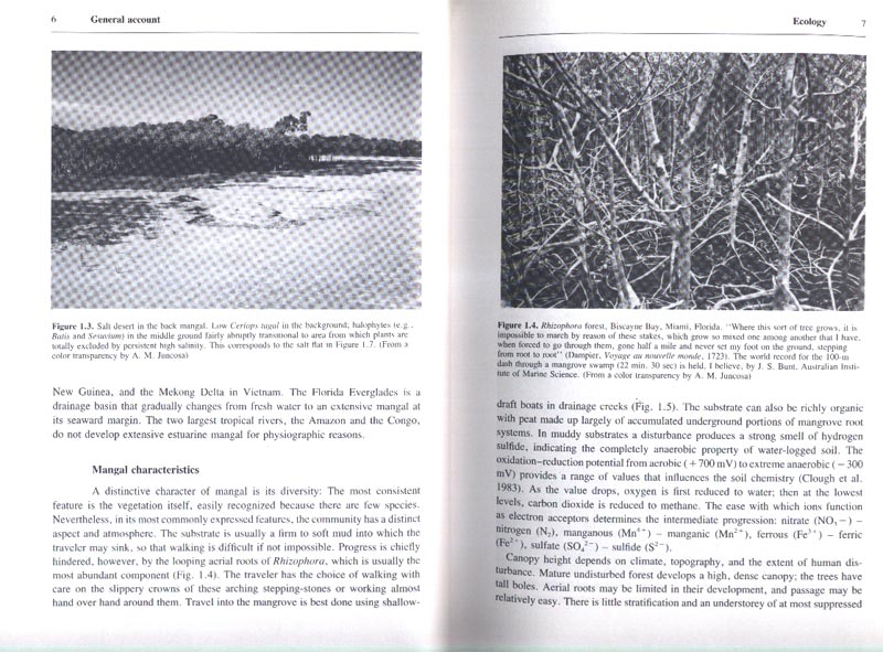 The Botany of Mangroves - Reprint - aus dem Buch